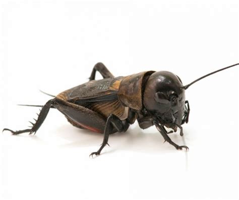11 Different Types Of Crickets Plus Faqs Animals Hq
