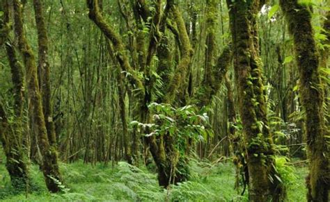 Ethiopias Forests An Undervalued Resource Modern Diplomacy
