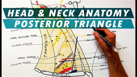 The Posterior Triangle Of The Neck Boundaries And Content Head And Neck
