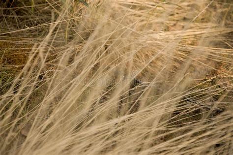 Dry Yellow Grass In The Meadow Background Stock Image Image Of Field
