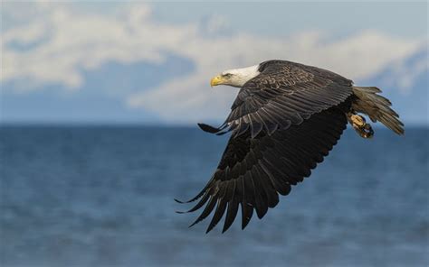 Download Wallpapers Bald Eagle North America Flying Eagle Beautiful
