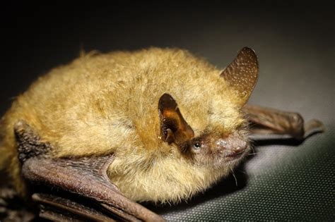 Eine fledermaus passt ihren ruf (innerhalb ihrer arttypischen möglichkeiten und grundstruktur) ständig an die situation an. Fledermaus in Wohnung - Was tun? » Gartenrevue.de