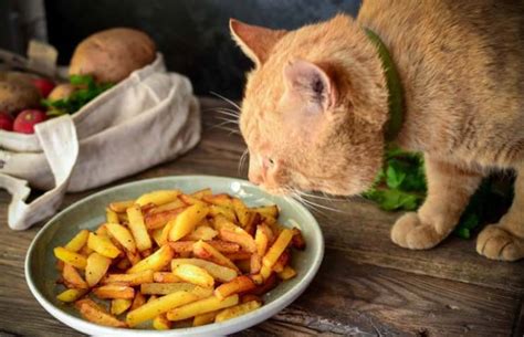 Mangiare una patata cruda nel sogno significa perdite finanziarie a causa della propria eccessiva audacia. Il gatto può mangiare la patata? Dalla buccia alla patata ...