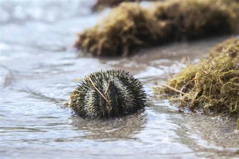 Sea Urchin In Foot What You Should Know Katy Jane Dives
