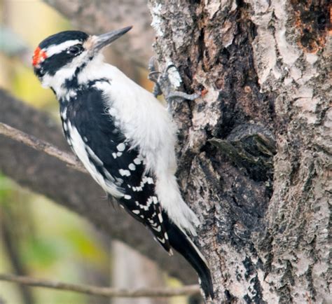 Me, Boomer and The Vermilon River: Hairy Woodpecker