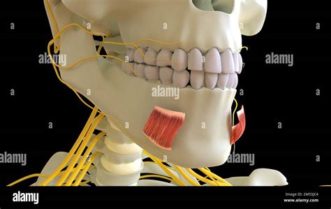 Depressor Labii Inferioris Muscle Anatomy For Medical Concept 3d