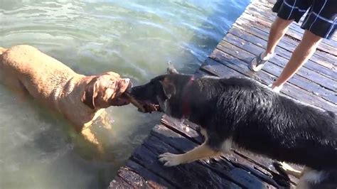 Dog Tug Of War French Mastiff Vs German Shepherd With