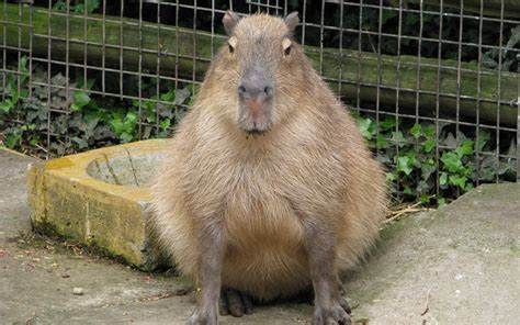 Download Capybara High Resolution Pictures G Sfdcy By Sherryh