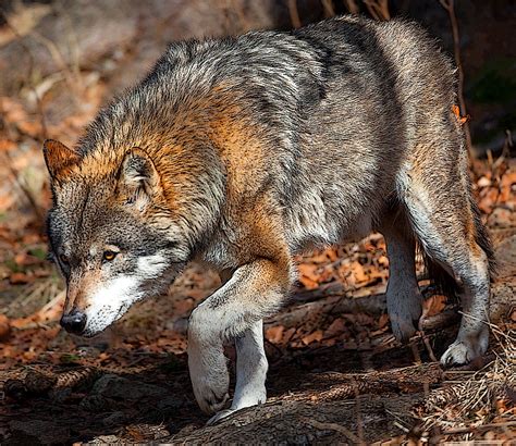 Norfolk Images Gallery Wolf On The Prowl