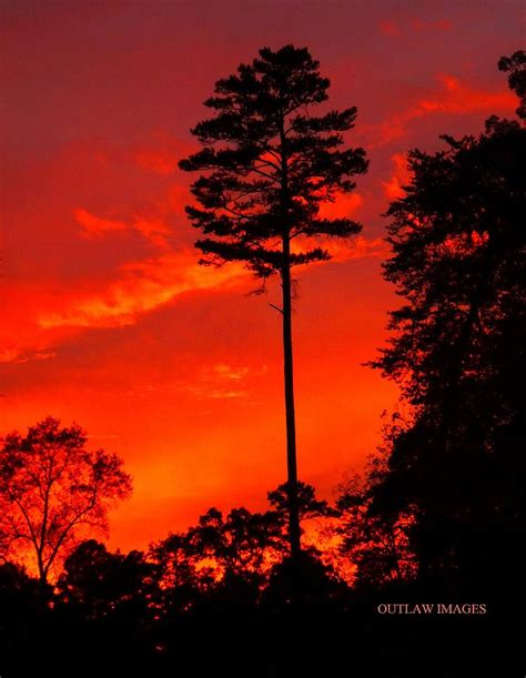 Lone Pine Sunset Photograph By Holly Dwyer Fine Art America