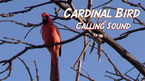 Cardinal Bird Calling Sounds Promo Youtube