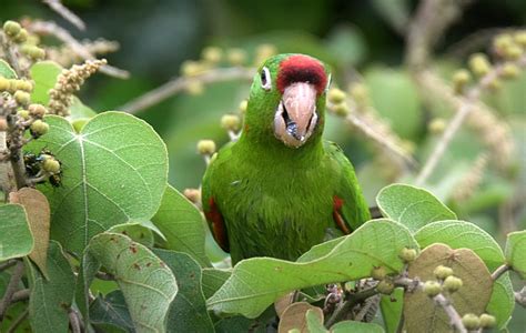 Costa Ricas Signature Parakeet 10000 Birds