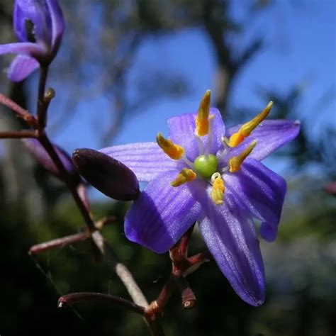Dianella Longifolia Pale Flax Lily