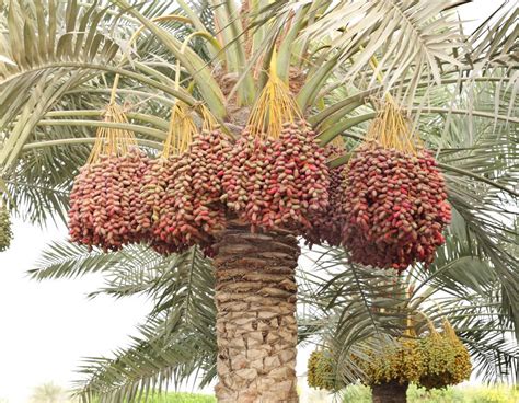 What Is A Date Palm With Pictures