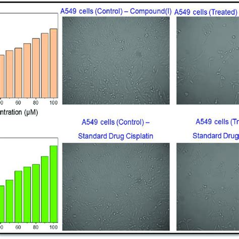 Cell Proliferation Was Examined By Mtt Assay Cytotoxicity With Download Scientific Diagram