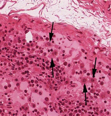 characteristics of muscle cells