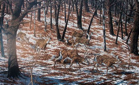 larry anderson wildlife art whitetail deer wildlife art sandn limited edition prints
