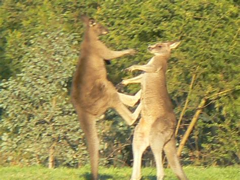 Take This And That Two Large Male Eastern Grey Kangaroos Flickr