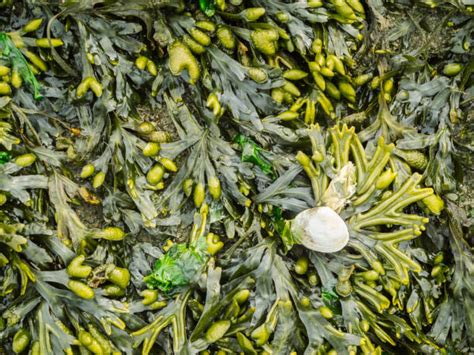 340 Bladderwrack Seaweed Stock Photos Pictures And Royalty Free Images