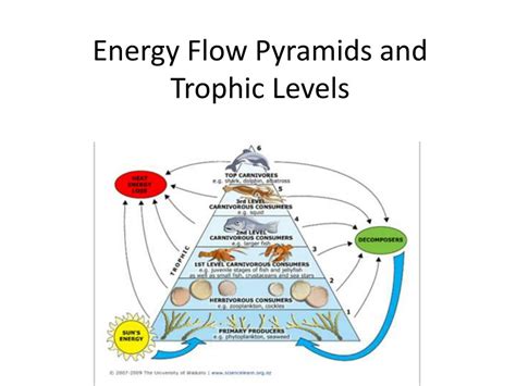 Ppt Energy Flow Pyramids And Trophic Levels Powerpoint Presentation