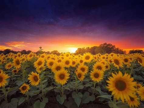 Sunflower Farm Field Sunflower At Sunset Dark Clouds Orange Sky Wallpaper Hd