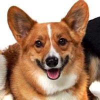 Looking to move in march or april. Donate to Corgi Rescue ― DONATIONS