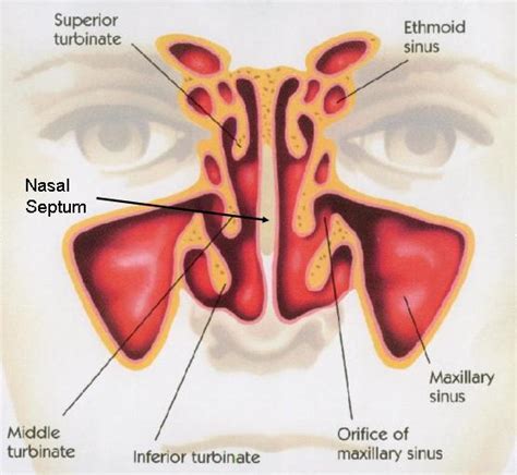 Purpose Of The Nasal Septum Deviated Septum Deviated Septum