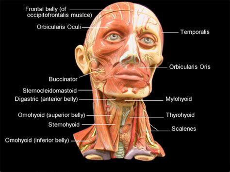 Muscular Head