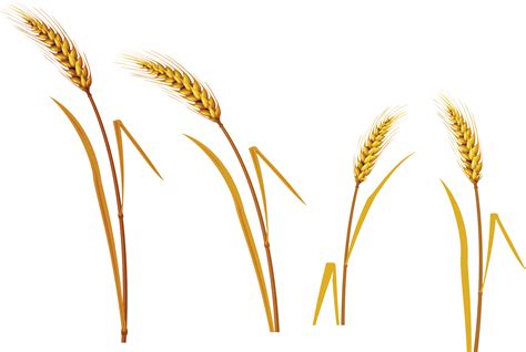 Wheat Transparent Png Clipart Images Free Download Free Transparent