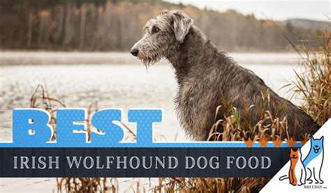 6 Best Irish Wolfhound Dog Foods Plus Top Brands For Puppies And Seniors