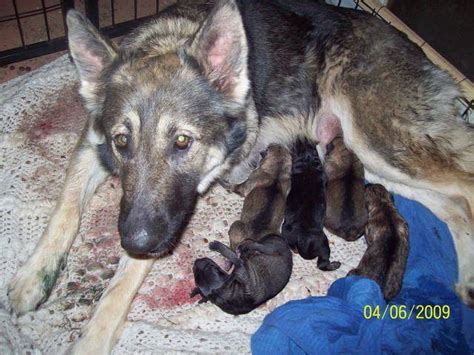 However, free gsd, german shepherd dogs and puppies are a rarity as rescues usually charge a small adoption fee to cover. Extra Large AKC German Shepherd Puppies FOR SALE ADOPTION ...