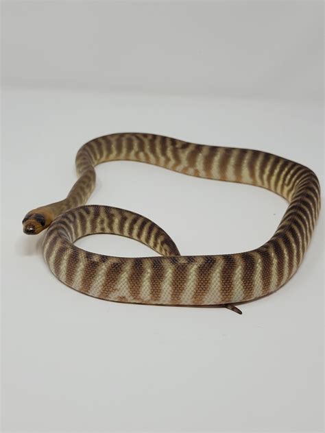 Woma Python By Natural World Exotics Llc Morphmarket