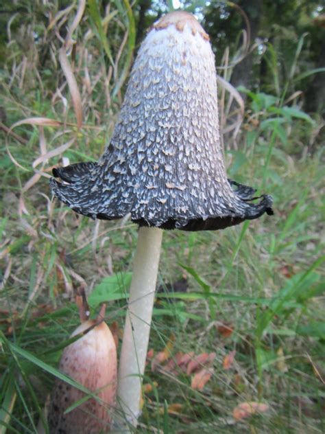Black Cap Mushroom Identification