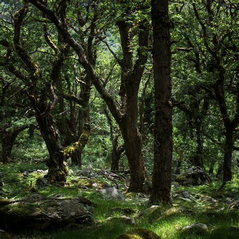Irish Enchanted Forest Kimberley Carr Harmon Photography
