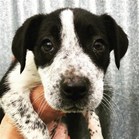 What does this mixed breed look and act like? puppy - Medium Female Border Collie x German Shorthaired ...