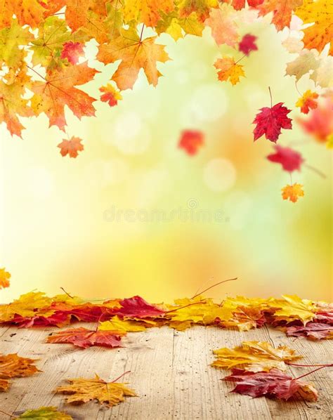 Autumn Background Stock Photo Image Of Autumn Bright 59018476