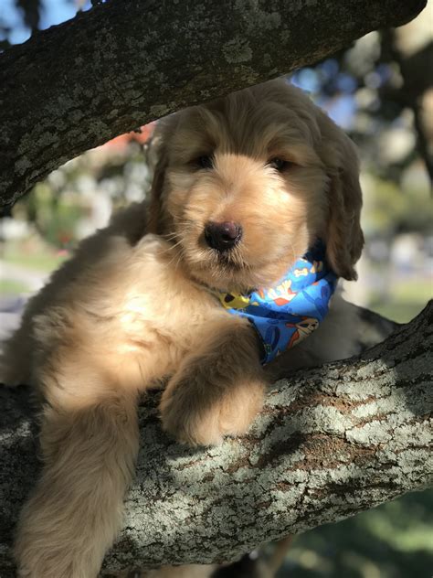 Exceptional doodles of nc health guarantee. Goldendoodle Puppies For Sale | Lakeland, FL #263789