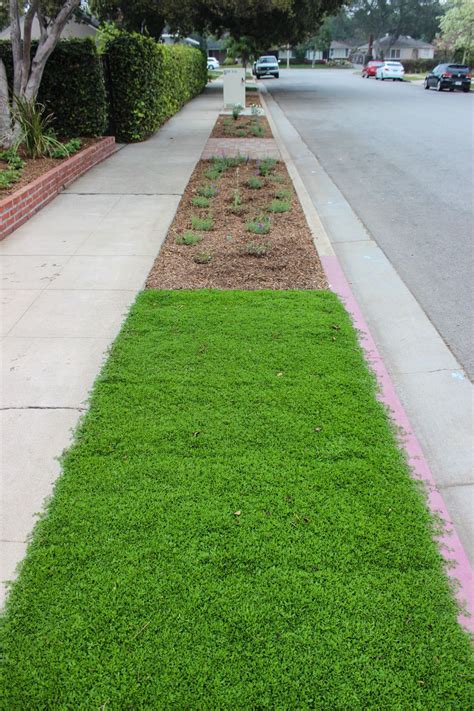 Drought Tolerant Lawn Alternatives A Sustainable Solution For Your Garden