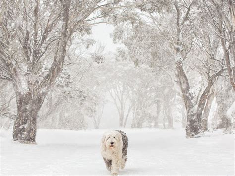 Snow Dogs Photography And Retreats Victorias High Country