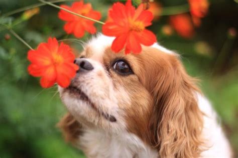 Quali sono le piante velenose per i cani e i gatti? Fiori e piante velenose per cani - Elenco completo