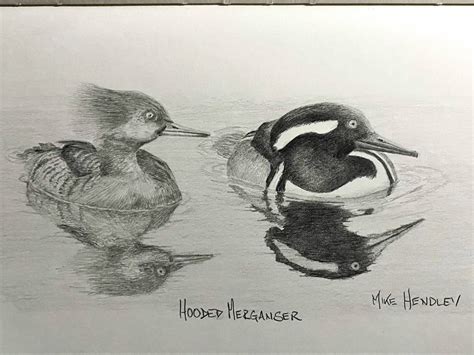 Hooded Merganser Drawing Reference Photos Are Those I Took Of The