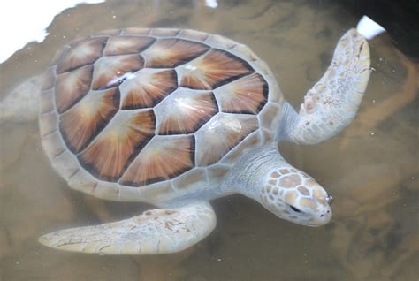 Albino Sea Turtle Nimmi Solomon Flickr