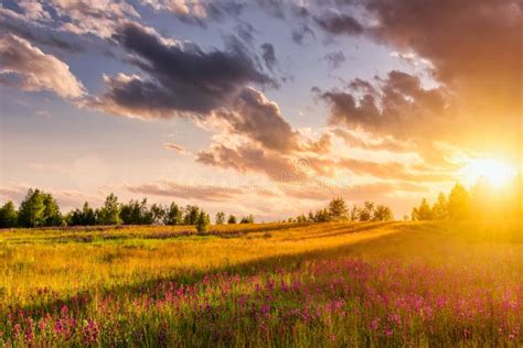 Sunset Or Sunrise On A Hill With Purple Wild Carnations Young Birches