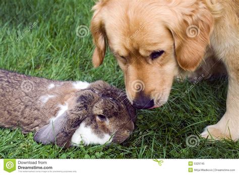 Dog And Rabbit Stock Image Image Of Sniffing Cute Rabbit 5329745