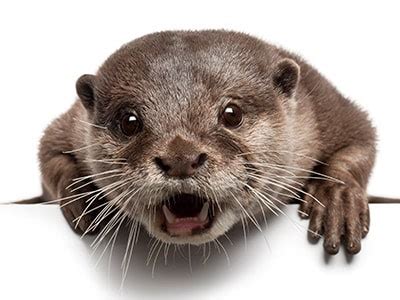 And, according to the traffic report, indonesia hasn't explicitly outlawed the sale of wild otters. Honey Badgers As Pets - Can Honey Badgers Be Good Family Pets?