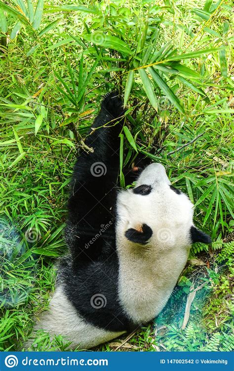 Br Des Riesigen Pandas Der Bambus Isst Stockfoto Bild Von Panda