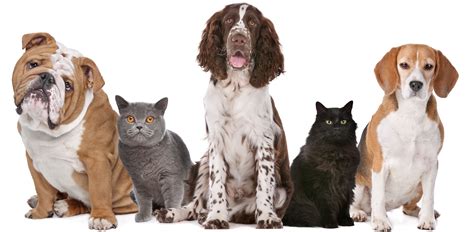 Calculate the essential nutrient requirements for dogs and cats using nrc nutrient requirements of cats and dogs. Animal Control | City of Dauphin | Dauphin, Manitoba