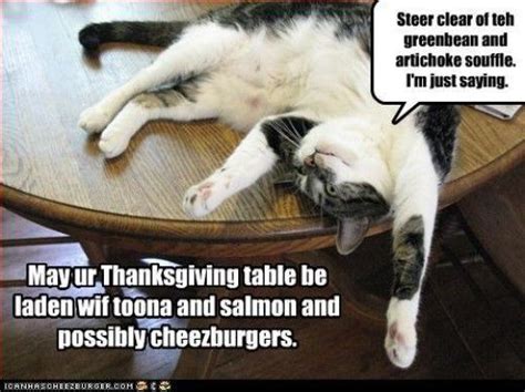 happy thanksgiving crazy cats cat holidays funny cats