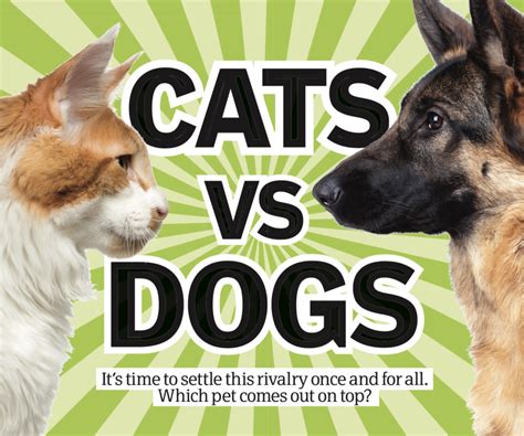 Dog Day Vs Cat Day Cat Meme Stock Pictures And Photos