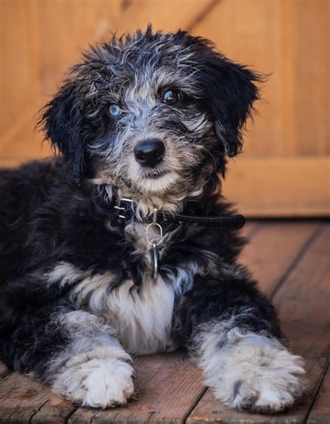 The Complete Aussiedoodle Dog Guide Oppdrettere Bilder Valper Og